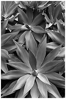 Agave plants. Maui, Hawaii, USA (black and white)