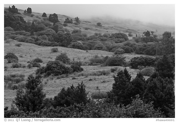 Cool hills above Keokea Park. Maui, Hawaii, USA (black and white)