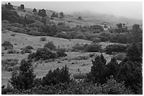 Cool hills above Keokea Park. Maui, Hawaii, USA (black and white)