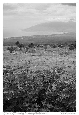 West Maui seen from high country hills. Maui, Hawaii, USA