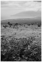 West Maui seen from high country hills. Maui, Hawaii, USA (black and white)