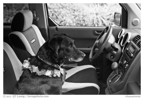 Dog with lei sitting in car. Maui, Hawaii, USA (black and white)