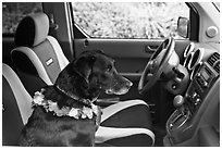 Dog with lei sitting in car. Maui, Hawaii, USA ( black and white)