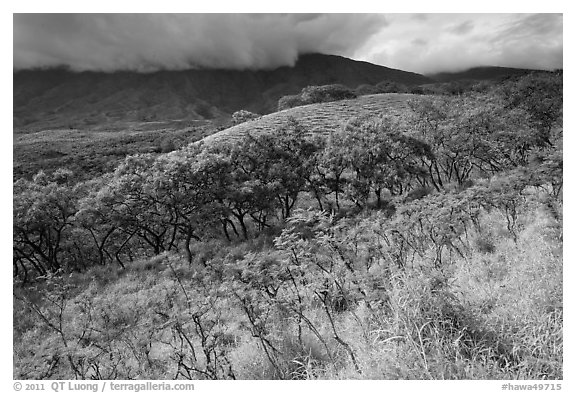 Dryland vegetation on hillside. Maui, Hawaii, USA (black and white)