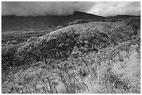 Dryland vegetation on hillside. Maui, Hawaii, USA ( black and white)