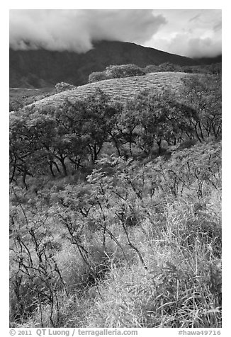 Shrubs and trees on hillside near Kaupo. Maui, Hawaii, USA (black and white)