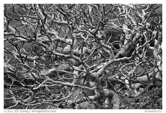 Bare twisted and ramified tree branches. Maui, Hawaii, USA (black and white)