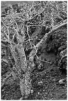 Tree and lava field. Maui, Hawaii, USA ( black and white)