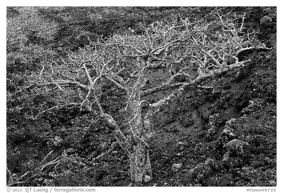 Hawaiian tree and lava rock. Maui, Hawaii, USA