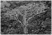 Hawaiian tree and lava rock. Maui, Hawaii, USA (black and white)