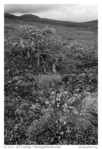 Flowers and tree in lava flow. Maui, Hawaii, USA (black and white)