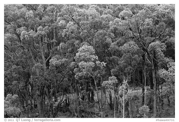 Eucalyptus forest. Maui, Hawaii, USA (black and white)