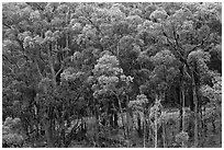 Eucalyptus forest. Maui, Hawaii, USA (black and white)
