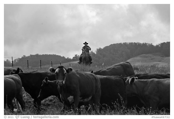 Paniolo cowboy overlooking cattle. Maui, Hawaii, USA (black and white)