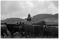 Paniolo cowboy overlooking cattle. Maui, Hawaii, USA ( black and white)