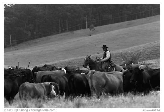 Cowboy rounding up cattle herd. Maui, Hawaii, USA (black and white)