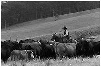 Cowboy rounding up cattle herd. Maui, Hawaii, USA ( black and white)