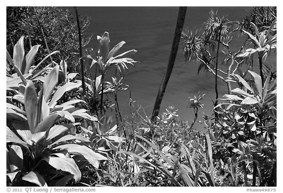 Tropical foliage and blue waters, Na Pali coast. Kauai island, Hawaii, USA (black and white)