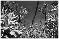 Tropical foliage and blue waters, Na Pali coast. Kauai island, Hawaii, USA ( black and white)