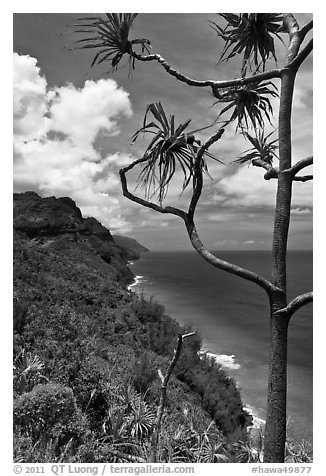 Tree and green coastline, Na Pali coast. Kauai island, Hawaii, USA (black and white)