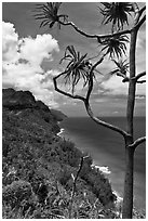 Tree and green coastline, Na Pali coast. Kauai island, Hawaii, USA (black and white)