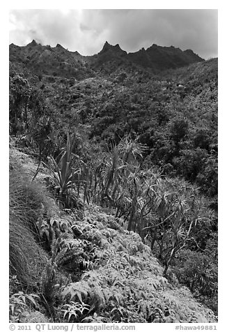 Lush slopes and mountains, Na Pali coast. Kauai island, Hawaii, USA (black and white)