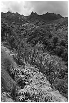 Lush slopes and mountains, Na Pali coast. Kauai island, Hawaii, USA ( black and white)