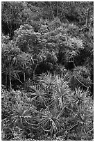 Pandanus trees on slope. Kauai island, Hawaii, USA (black and white)