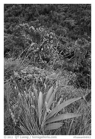 Orchid, Kalalau trail. Kauai island, Hawaii, USA