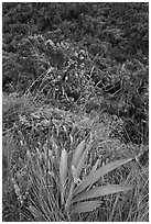 Orchid, Kalalau trail. Kauai island, Hawaii, USA ( black and white)