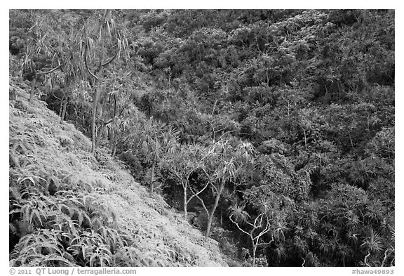 Lush tropical vegetation on Pali, Na Pali coast. Kauai island, Hawaii, USA (black and white)