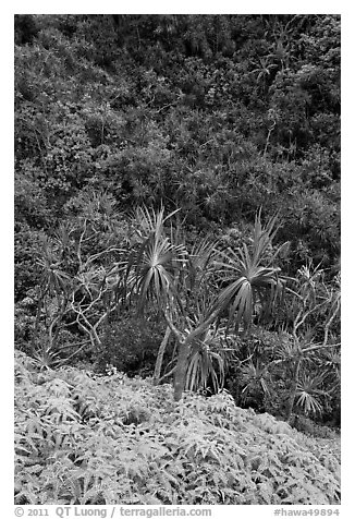 Ferns,  Pandanus trees and steep slope, Na Pali coast. Kauai island, Hawaii, USA (black and white)