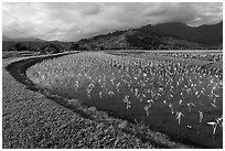 Taro farming, Hanalei Valley, morning. Kauai island, Hawaii, USA (black and white)