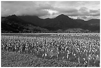 Taro cultivation, Hanalei Valley. Kauai island, Hawaii, USA ( black and white)
