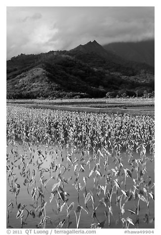 Taro paddy field and mountains, Hanalei Valley. Kauai island, Hawaii, USA (black and white)