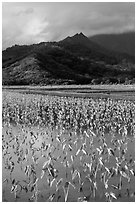 Taro paddy field and mountains, Hanalei Valley. Kauai island, Hawaii, USA ( black and white)