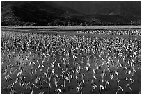 Taro grown in paddy fields. Kauai island, Hawaii, USA (black and white)