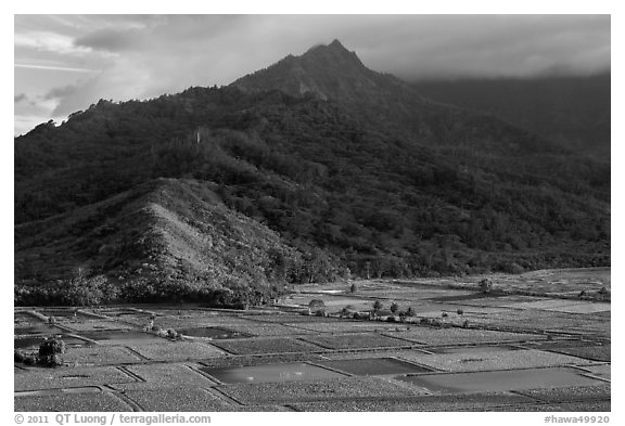 Taro paddy fields and mountains, Hanalei Valley. Kauai island, Hawaii, USA (black and white)