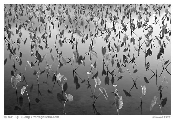 Flooded taro fields. Kauai island, Hawaii, USA (black and white)