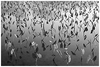 Flooded taro fields. Kauai island, Hawaii, USA (black and white)