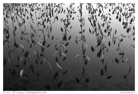 Taro crops. Kauai island, Hawaii, USA (black and white)