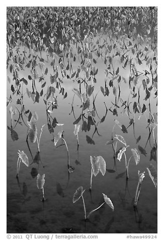 Flooded taro cultivation. Kauai island, Hawaii, USA