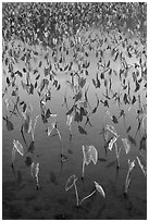 Flooded taro cultivation. Kauai island, Hawaii, USA ( black and white)