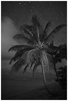 Palm tree, beach and stars. Kauai island, Hawaii, USA (black and white)