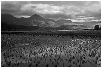 Taro fields reflections, Hanalei Valley. Kauai island, Hawaii, USA ( black and white)