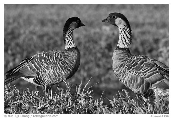 Hawaiian Geese, Hanalei National Wildlife Refuge. Kauai island, Hawaii, USA