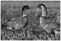 Hawaiian Geese, Hanalei National Wildlife Refuge. Kauai island, Hawaii, USA ( black and white)