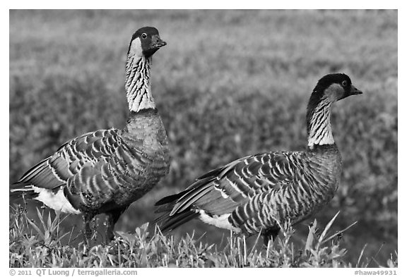 Nene, , Hanalei National Wildlife Refuge. Kauai island, Hawaii, USA (black and white)