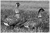 Nene, , Hanalei National Wildlife Refuge. Kauai island, Hawaii, USA ( black and white)