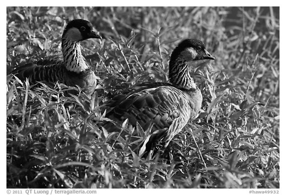 Endangered Nene in grases, Hanalei Valley. Kauai island, Hawaii, USA (black and white)